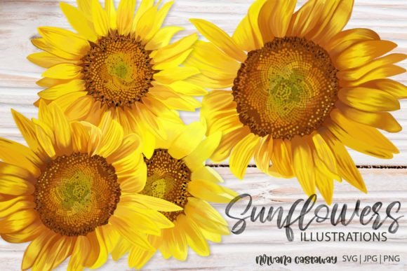 Download Summer Sunflower Illustrations SVG PNG - Summer Collection